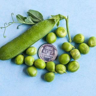 Kelvedon Wonder Garden Pea with coin for size reference.