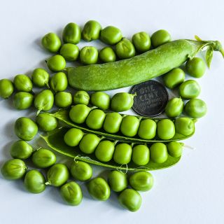 Lillian's Caseload Peas with coins for size reference.