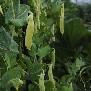 Golden Sweet Snow Pea growing in garden.