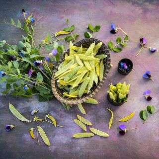 Golden Sweet Snow Pea with pea shoots and flowers on a pink background.             