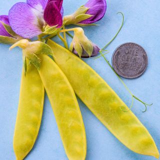 Golden Sweet Snow Pea close-up on blue background with coin for size reference.