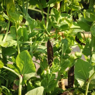 King Tut Purple Pea on the vine.
