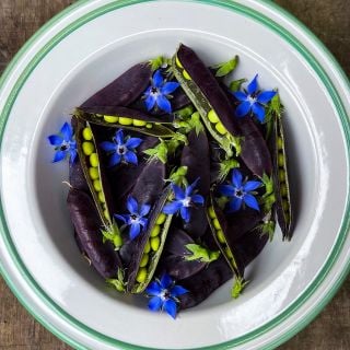 King Tut Purple Pea Pods in white bowl.
