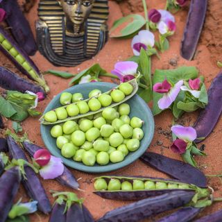 King Tut Purple Pea with blooms and foliage.