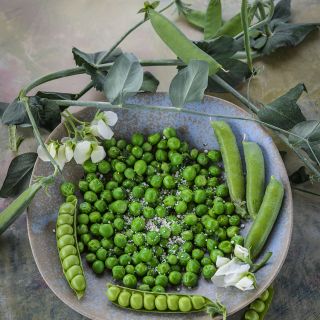 Lillian's Caseload Pea with vines and flowers.