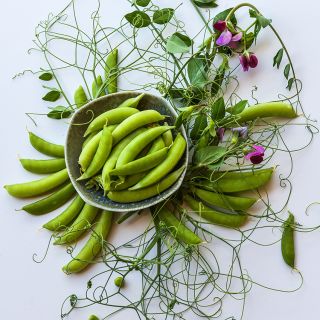 Magnolia Blossom Tendril Peas showcasing vines.