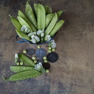 Mammoth Melting Sugar Snap Pea with flowers.