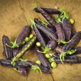 King Tut Purple Pea on wooden counter.