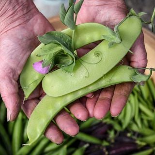 Green Beauty is the largest pea we carry!