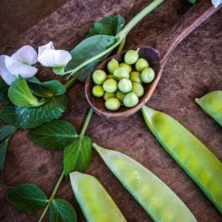 Mammoth Melting Sugar Snap Pea