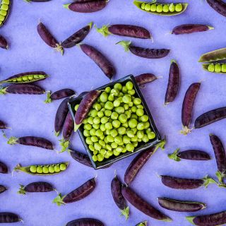 Sugar Magnolia Tendril Pea pods on purple background and shelled peas in black bowl.