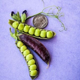Sugar Magnolia Tendril Pea pods on purple background with coin for size reference. 