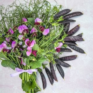 Sugar Magnolia Pea pods-burgundy with bunch of flowers on white background