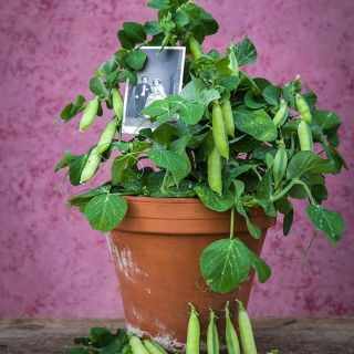 Tom Thumb Pea plant in terra cotta pot with photo of Tom Thumb and wife.