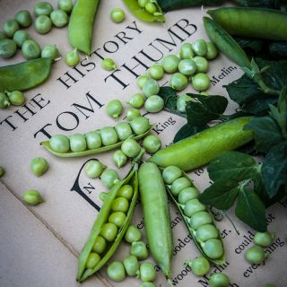 Tom Thumb Peas on book of The History of Tom Thumb.