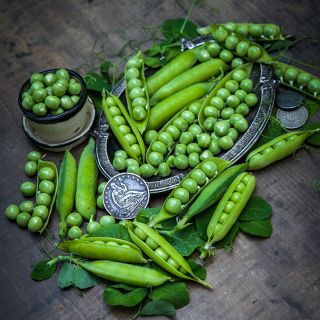 Tom Thumb Peas in shell, on pewter tray with coins o dark brown background.