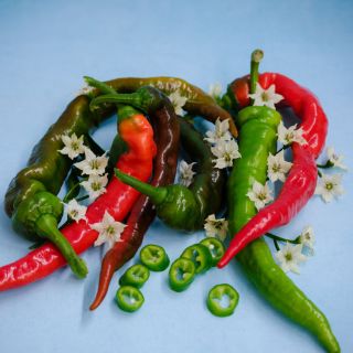 Brownish-green, red, and green Jimmy Nardello Italian Peppers with some flowers and pepper rings on a light blue background.