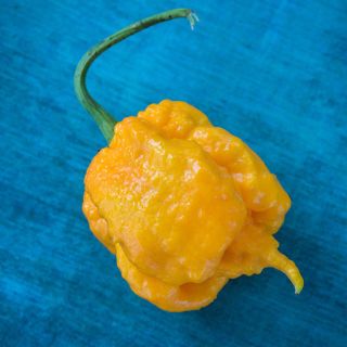 On a field, turquoise, the Yellow Seven Pot Hot Pepper sits.