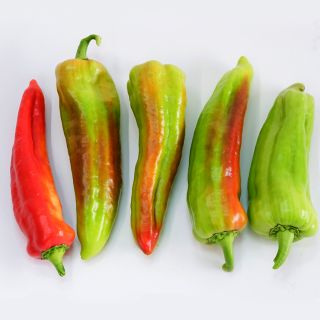 Five Giant Aconcagua Sweet Peppers in row on a white background.