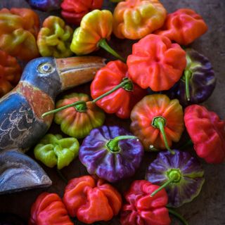 Several Aji Cachucha Sweet Peppers with wood parrot on wood background.