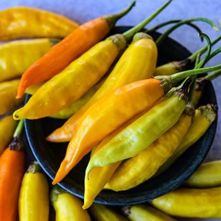 Close-up of Aji Habanero Hot Peppers in a bowl. 