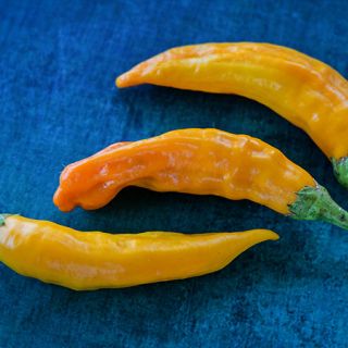 Macro detail of a trio of yellow Aji Habanero Hot Peppers on a blue background.