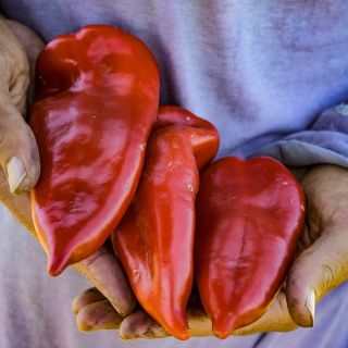 Three Ajvarski Sweet Peppers held by a gardener.