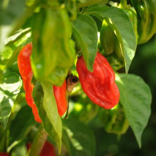 Red color Arroz Con Pollo Sweet Peppers growing on a plant in the garden.