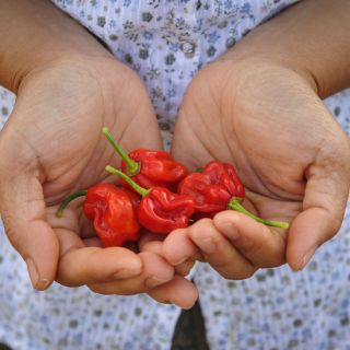 Four red Arroz Con Pollo Sweet Peppers nin the hands of a farmer.