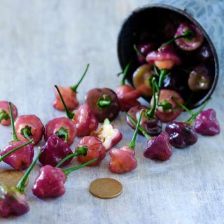 Purple Perfume (Cheiro Roxa) Peppers spilling out of metal bucket on a light background.