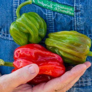 In a gardener's hand are three Criolla De Cocina Sweet Peppers in red, green, and brownish-green shades. 