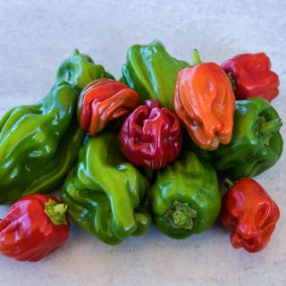Close-up of a pile of Criolla De Cocina Sweet Peppers in red, green, and orange shades. 