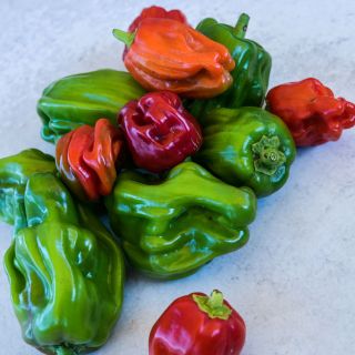 A pile of Criolla De Cocina Sweet Peppers in red, green, and orange shades. 