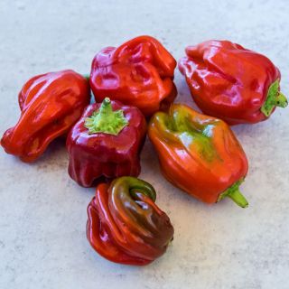 Six Criolla De Cocina Sweet Peppers in red, orange, and orange-red shades on a white background. 