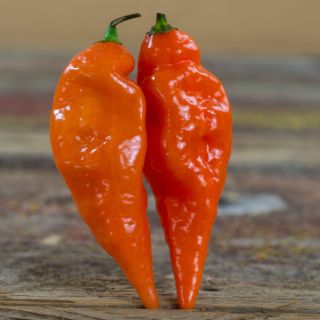 Close-up of two orange Habanada Sweet Peppers standing up straight because their tips are between two wooded boards.