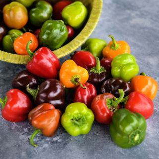 Bowl of Mini Bell Pepper Mix spilling out on grey background