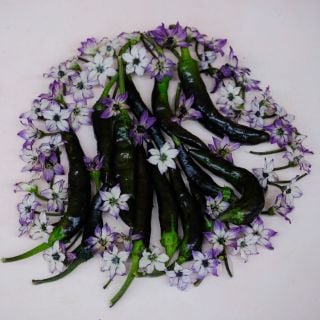 Murasaki flowers surround several Murasaki Purple Sweet Peppers on a white background.