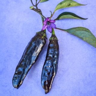 Two Murasaki Purple Sweet Peppers on a blue background.