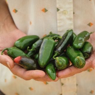 Several Nadapeño Sweet Peppers are held in the hand of a gardener.