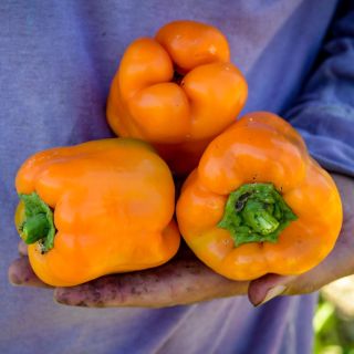 Three Orange Bell Sweet Peppers in a gardener's hand.