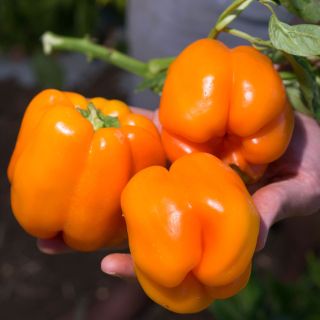 Three Orange Bell Sweet Peppers in a gardener's hand with the plant in the background.