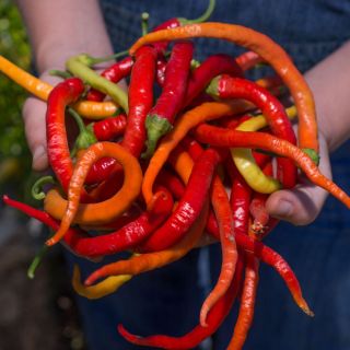 Several orange, red, and light green Corbaci Peppers are held in the hands of a gardener.