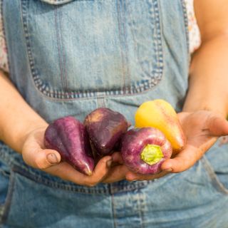Four Violet Sparkle Peppers held by a gardener.