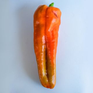 A single Giant Aconcagua Sweet Pepper on white background.