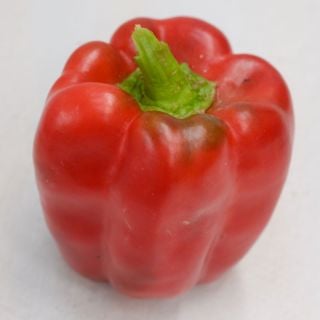 A single red Bull Nose Pepper on a white background.