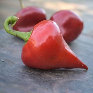 Close-up of a Lesya Sweet Pepper on a wooden table.