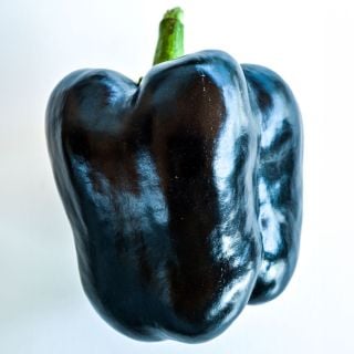 Close-up of a Purple Beauty Pepper next to slices on a light background. 