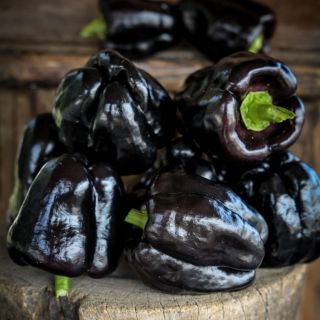 Deep purple Zulu Sweet Pepper stacked up on a wood log.