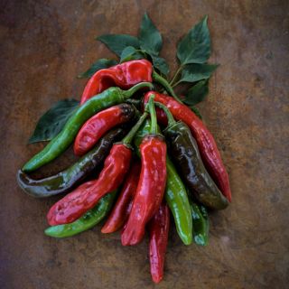 Red, green, and greenish-brown Txorixero Peppers and leaves on a wooden background.
