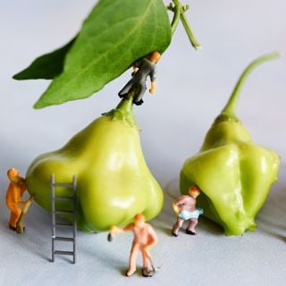 A close-up macro view of Aji Fantasy Hot Peppers with little construction worker figurines on a light background.